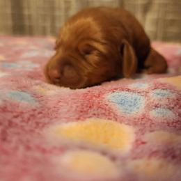 Tex - Golden rust male Vizsla puppy in Beeville, Texas from CW Legacy Vizslas