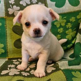 AKC Midas - Fawn and white male Chihuahua puppy in Newport, Maine from Pinewood Acres Chihuahuas