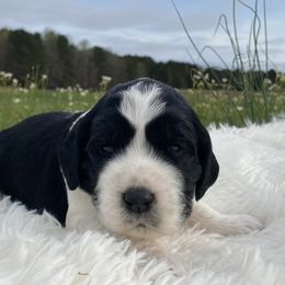 Polly - Black white and tan English Springer Spaniel puppy in Alabama from Blackberry Pond Springer Spaniels
