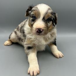 Rick - Blue merle male Australian Shepherd puppy in Scottsville, Virginia from Cedar Creek Aussies