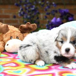 Australian Shepherd Puppies from Star Australian Shepherds