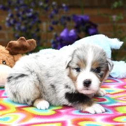 Australian Shepherd Puppies from Star Australian Shepherds
