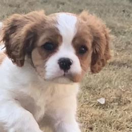 Cavalier King Charles Spaniels from Pam's Pups