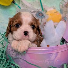 Daisy - Blenheim female Cavalier King Charles Spaniel puppy in Stilwell, Oklahoma from Love Bug Cavaliers