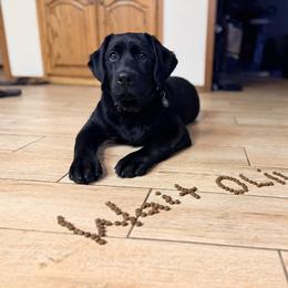 Labrador Retriever Puppies from Knotty Creek Labradors