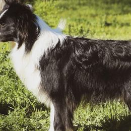 Border Collies from Rescued Dreams Border Collies