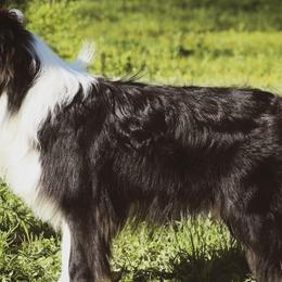 Border Collies from Rescued Dreams Border Collies