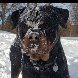 Mack - Rottweiler
