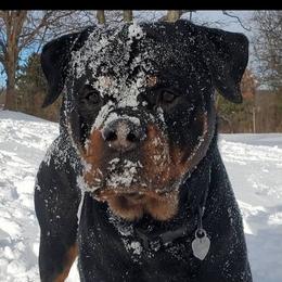 Mack - Rottweiler