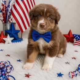 MadHatter-1200-ready to go - Red tri-color male Australian Shepherd puppy in Star City, Arkansas from Blush & Lace Aussie Co.