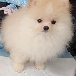 Cream Parti - female Pomeranian puppy in Cantonment, Florida from WhitePomeraniansForYou.com