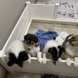 Collie Puppies from Goldsun collies