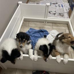 Collie Puppies from Goldsun collies