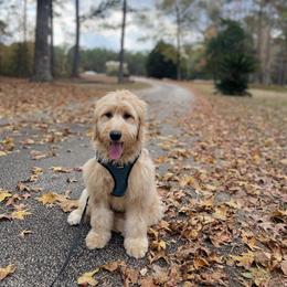 Green Girl AKA - Loui - Cream female Goldendoodle puppy in Thomasville, Georgia from South Georgia Golden Doodle Ranch LLC