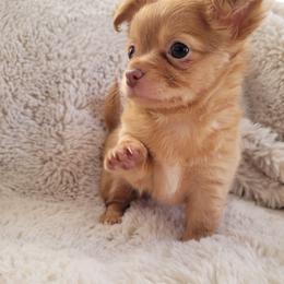 Chihuahua Puppies from ChibiChi