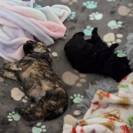 Maltipoo Puppies from Fasnacht Fuzzy Maltipoos LLC