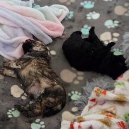 Maltipoo Puppies from Fasnacht Fuzzy Maltipoos LLC