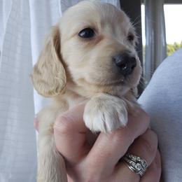 Yellow collar - Cream female Dachshund puppy in Pasco, Washington from Loyal Lil Dachshunds