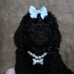 Dolce Gabbana - Black female Bernedoodle puppy in Ohio from Moore Doodles