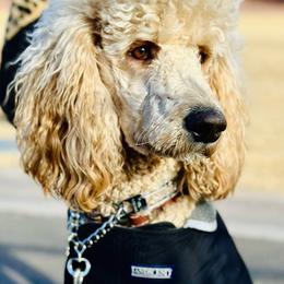 Poodles from Red Mountain Poodles