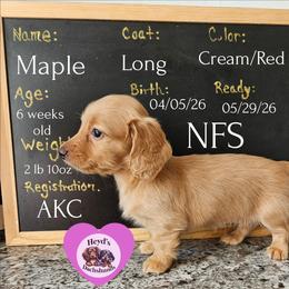 Maple - Cream female Dachshund puppy in Hoquiam, Washington from Heyd's Mini Dachshunds