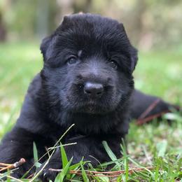 German Shepherd Puppies from Zwinger vom Schneider Wald
