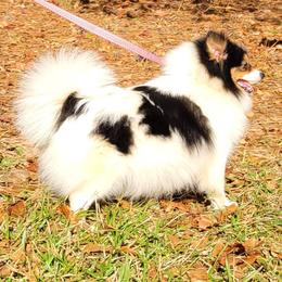 Lena - Pomeranian
