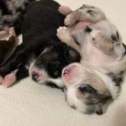 Miniature Australian Shepherd Puppies from Blue Skye's Miniature Australian Shepherds
