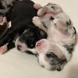 Miniature Australian Shepherd Puppies from Blue Skye's Miniature Australian Shepherds