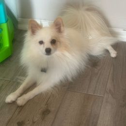 Paco - Pomeranian