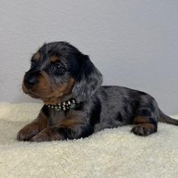 Dachshund Puppies from Shepherds Run Miniature Dachshunds