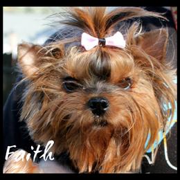 Faith - Yorkshire Terrier