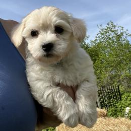 Cutlass - Gold - White female Coton de Tulear puppy in Rubicon, Wisconsin from Purplehaze Acres Cotons de Tulear