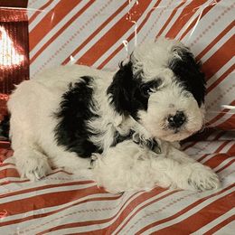 Trixie - Parti female Goldendoodle puppy in Peoria,  Az, Arizona from Not Just "Golden" Doodles