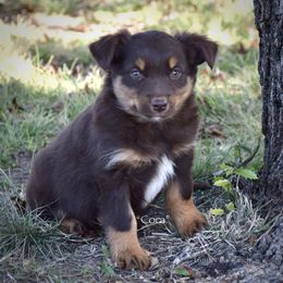 Cora - Red tri female Miniature Australian Shepherd puppy in Evant, Texas from Lazy VT Bar Ranch