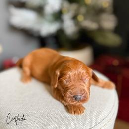 Cortado - Red male Australian Labradoodle puppy in Wamego, Kansas from Doodles of Oz