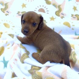 Daisy - Red female Dachshund puppy in Albertville, Alabama from Jana Rae's