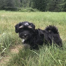 Havanese Puppies from Selah Havanese