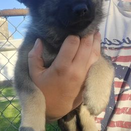 Brown - Black and gray male Norwegian Elkhound puppy in Northfield, Minnesota from Furever Elkhounds