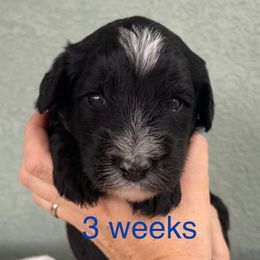 Dark Blue - Black and white male Sheepadoodle puppy in Archer, Florida from Gainesville Sheepadoodles