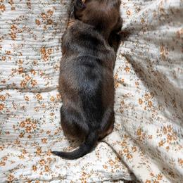 Dachshund Puppies from Drift & Dash Dachshunds