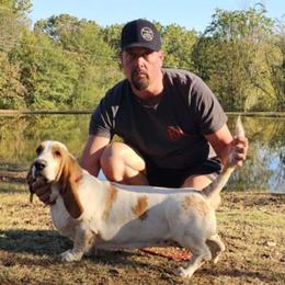 Maggie - Basset Hound
