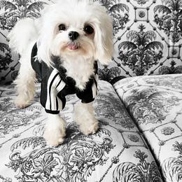 Maltese Puppies from Made to Love Maltese LLC