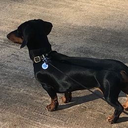 Dachshunds from Rock Lake Farm