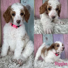 Giggles - Parti Poodle puppy in Swansboro, North Carolina from Monarch Standard Poodles