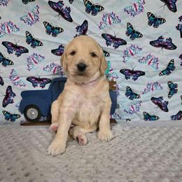 Dakota - Apricot female Labradoodle puppy in Weatherford, Texas from Oodles of poodles and doodles