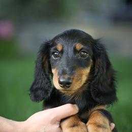 Dachshund Puppies from Olia Mirra