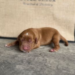 Boy 1 - Red male English Cocker Spaniel puppy in Ohatchee, Alabama from Otter Creek Kennels