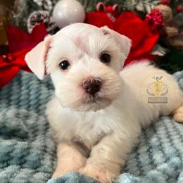Betty - White female Miniature Schnauzer puppy in Big Point, Mississippi from Lorraine's Miniature Schnauzers