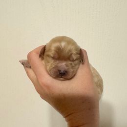 Tessa - Cream female Cavapoo puppy in Eatonton, Georgia from TNT Puppies